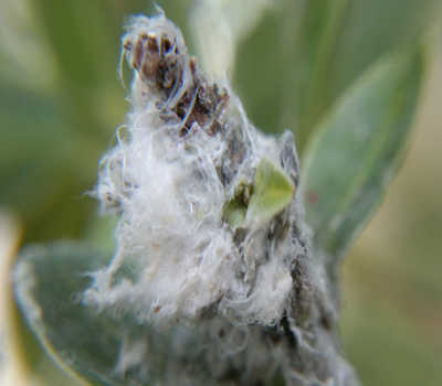 tratamientos fitosanitarios el runar